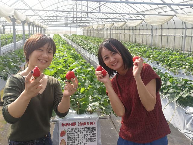 甘くて美味しいいちごが40分食べ放題!!_金城いちご園