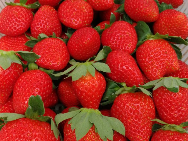 いちごの品種は「章姫」「紅ほっぺ」「とちおとめ」を栽培しております。酸味や甘み、食感の違いをお楽しみ頂けます♪_金城いちご園