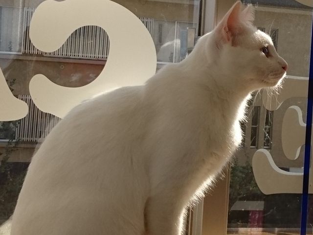 猫カフェギャラリー キャッツアイ