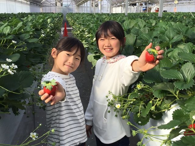 ご家族、お友達と一緒にいちご狩りはいかがですか!?_サニー農園