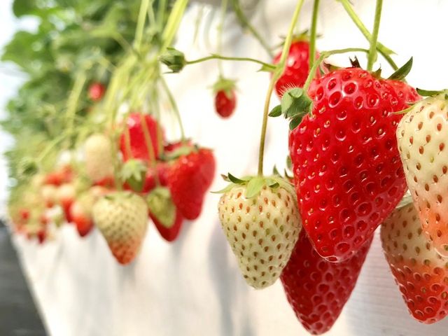 まつもとファーム オールいちごハウス