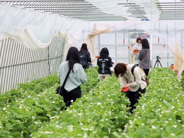 Farmer大百笑