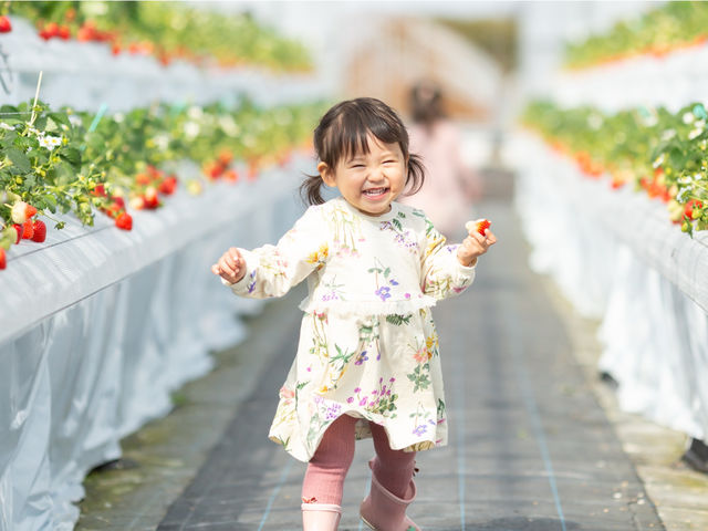 小さなお子様でも自分で収穫できます!足元は全てシートが敷いてありますので、汚れたりする心配もなく楽しめますよ。_フルトリエ 中村果樹園