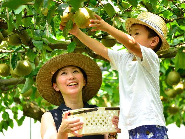 自分で好きな梨を選び放題!2〜3歳のお子様でも自分で収穫できる高さの畑もありますよ♪※8月中がおすすめです!_フルトリエ 中村果樹園