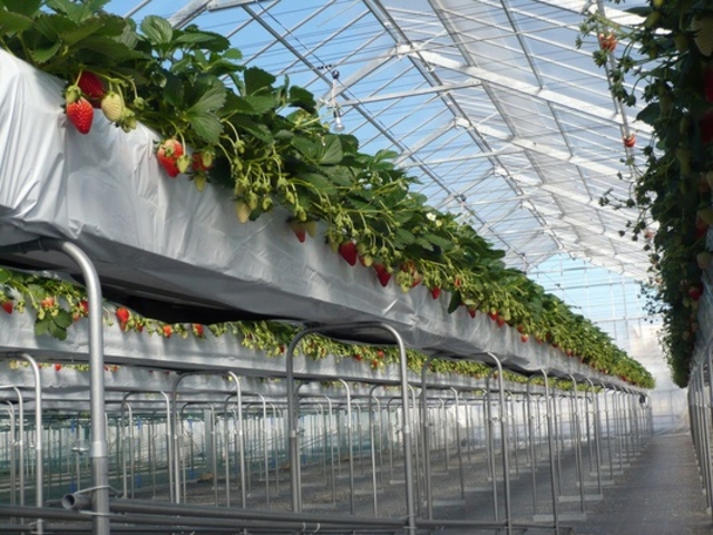 Strawberry Hunt