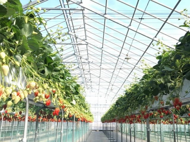 Strawberry Hunt