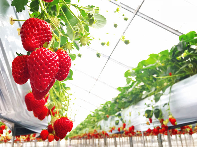 小江戸BERRY