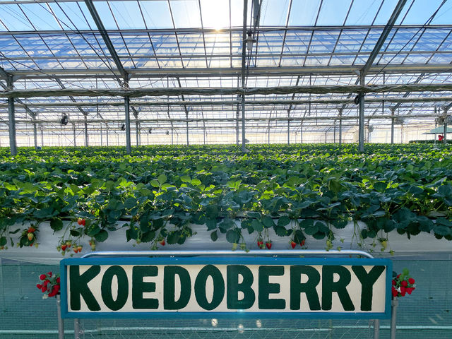 小江戸BERRY