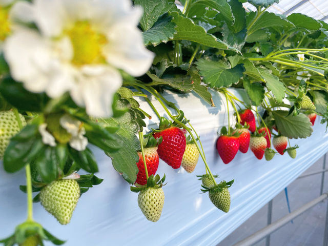 小江戸BERRY