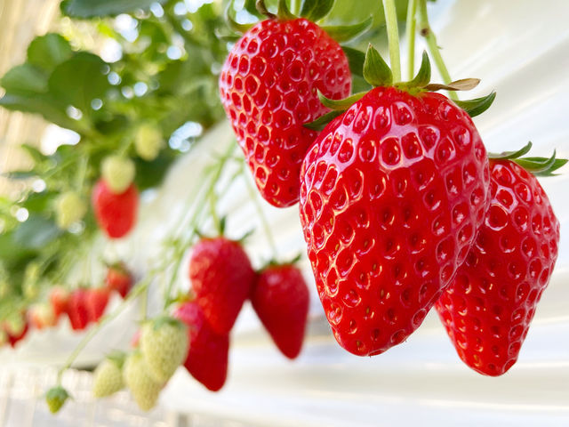 小江戸BERRY