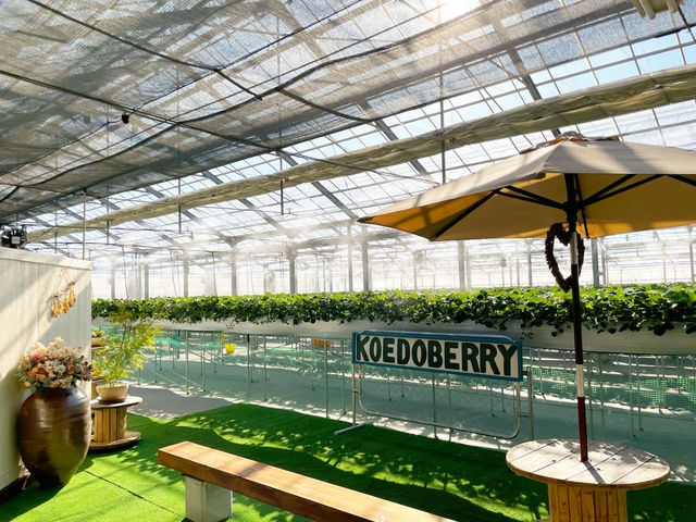 小江戸BERRY