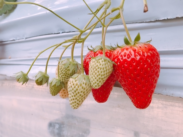 高梨いちご園