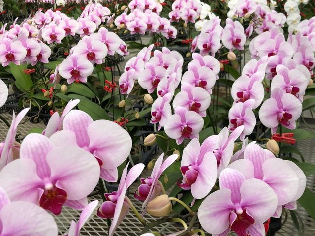 田原観光農園