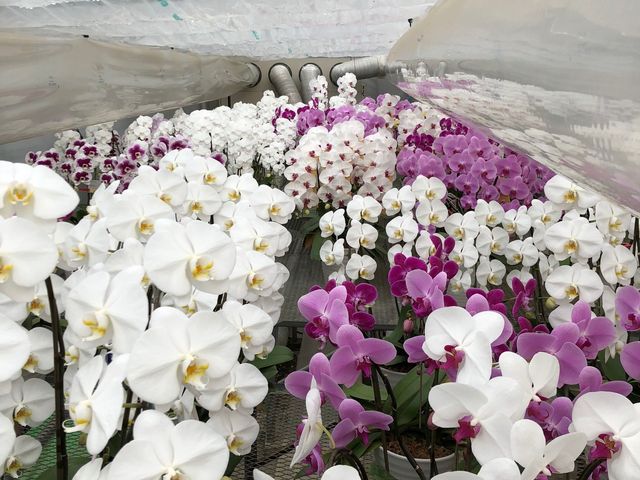 田原観光農園