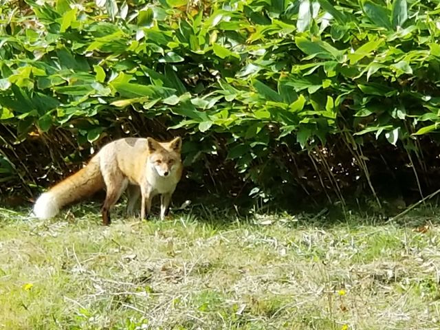 函館大沼セグウェイツアー