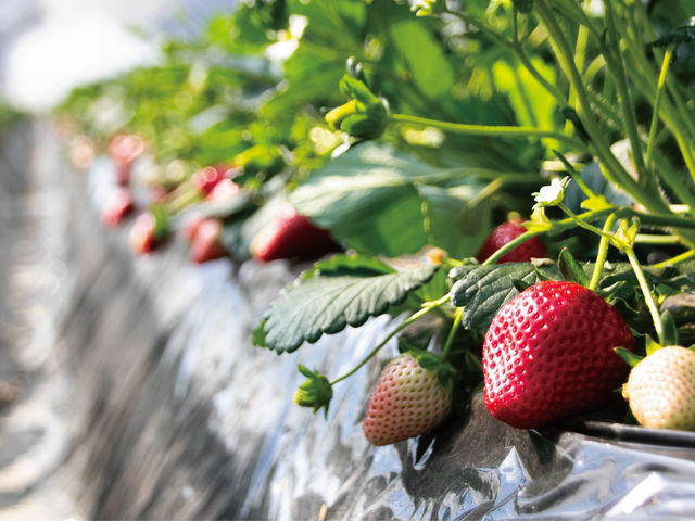 道の駅ましこの目の前のハウスだから、アクセス抜群!_MASHIKO STRAWBERRY FARM