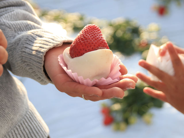 【いちご大福プラン】がおすすめ!新鮮いちご大福は絶品の美味しさ!_MASHIKO STRAWBERRY FARM