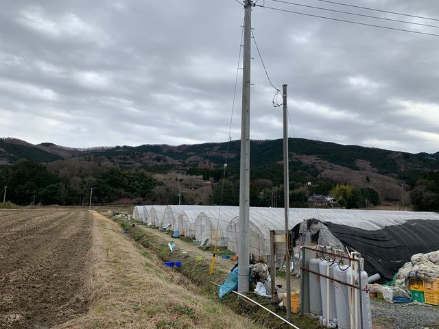 松延いちご園