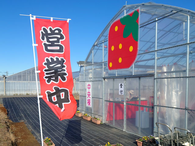中央棟も増え、たくさんの 美味しい いちごを準備して皆さんをお待ちしてまーす!_ホルティ貝塚
