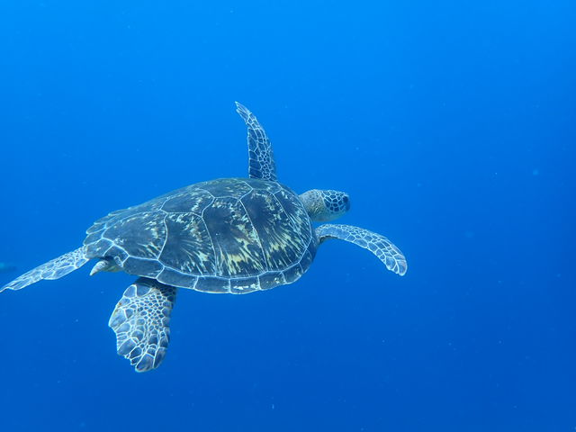 海の条件、お客様のスキルで沖合に行けるのが可能だと判断した場合はウミガメがいるポイントへ!遭遇率90%!_JellyFish