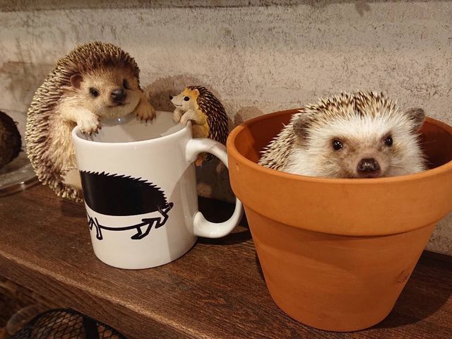 ハリネズミ専門cafe HARRY WOOD(ハリーウッド)