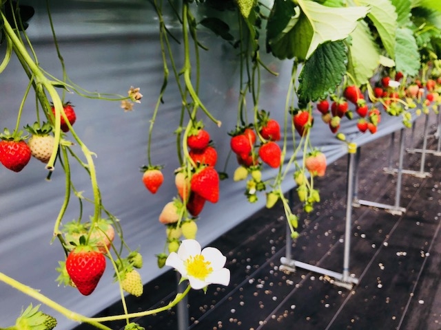 真っ赤ないちごが鈴なりに成ってます♪_Berry Farm TETRA