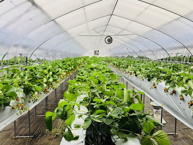 ハウスの中の様子_Berry Farm TETRA