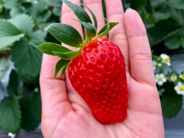 食べ比べ可能!お好きないちごを見つけてください♪※時期によっては食べられない品種もございます。_Berry Farm TETRA