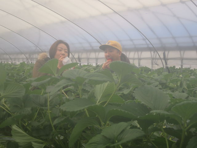 Berry Farm TETRA