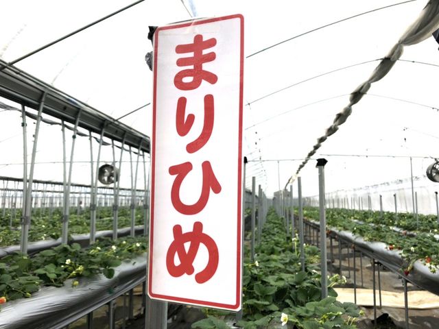 むらた農園