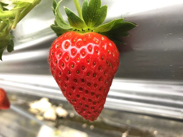 むらた農園