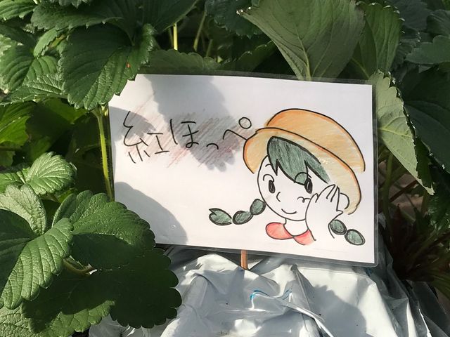 リトルK スプリングファーム いちご園