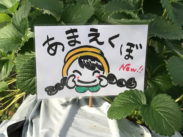リトルK スプリングファーム いちご園