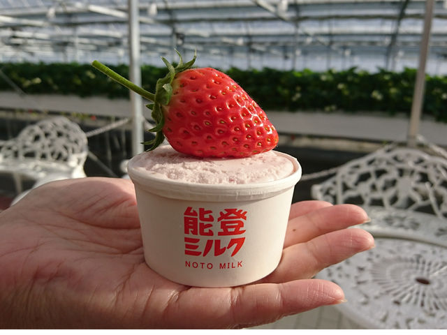 白山市で能登ミルクジェラートを食べてみませんか!只今 販売中です!当園のいちごをたっぷり使ったイチゴジェラートです。
_いちごファーム Hakusan