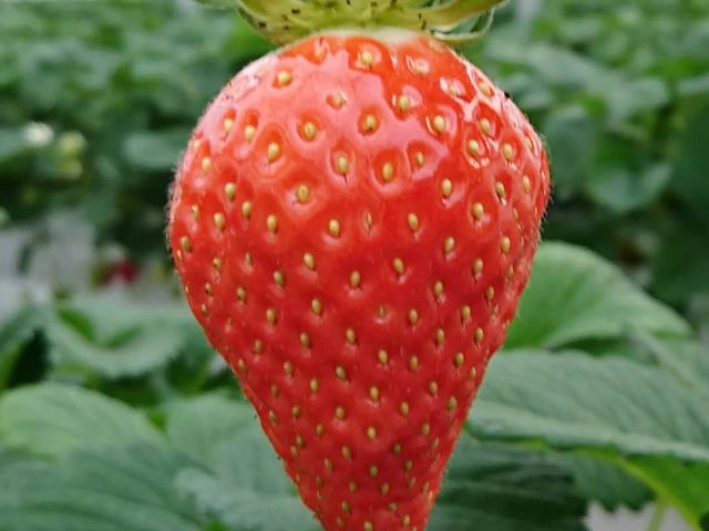 かおり野_いちごファーム Hakusan
