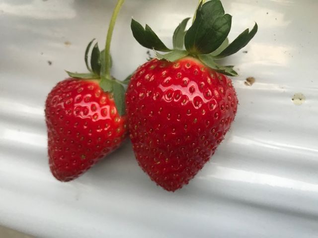 川島いちご園