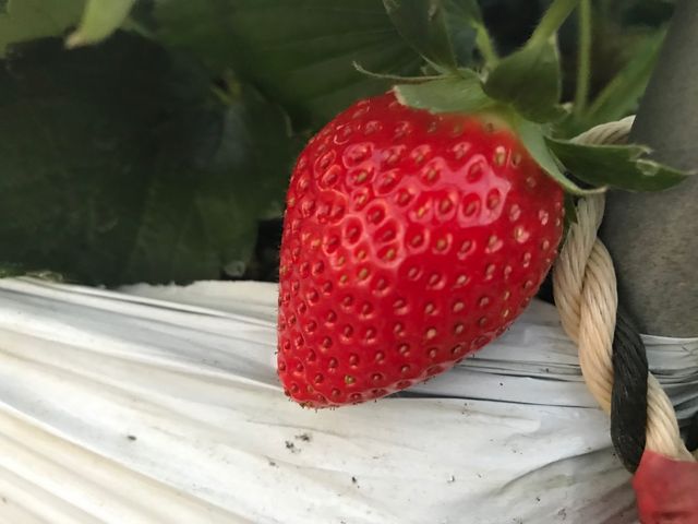 川島いちご園