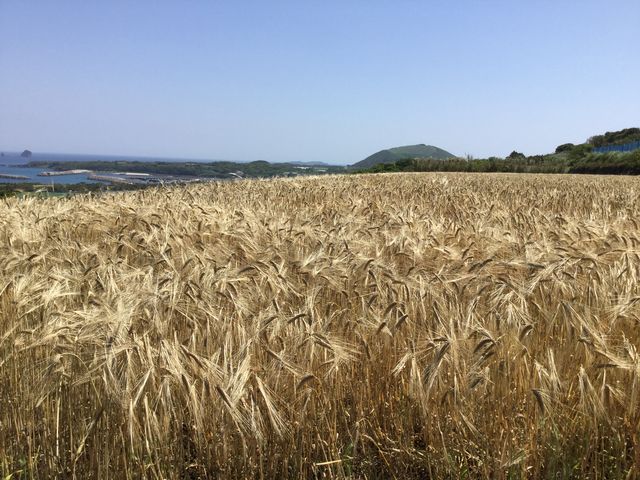 株式会社五島のやぁしゃ便
