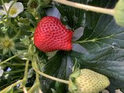 田んぼの中のいちご園の写真3