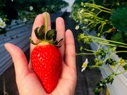 かんざきいちご園の写真2
