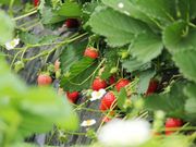 Farmer大百笑の写真2