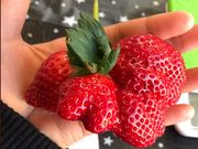 Farmer大百笑の写真4