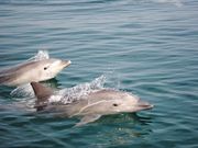 海とオルゴールの写真2