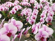 田原観光農園の写真2