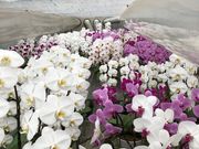 田原観光農園の写真3