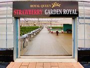 STRAWBERRY GARDEN ROYALの写真2