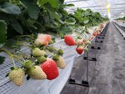いちにのいちご園の写真2