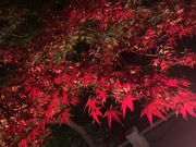 旧細川刑部邸庭園の写真2