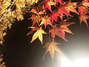 旧細川刑部邸庭園の写真3