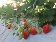 原田いちご園の写真3